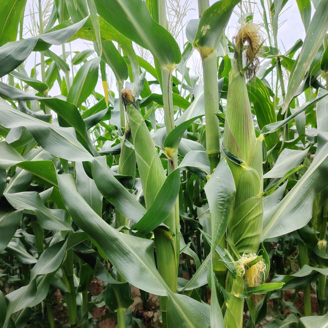 小吴，臻选，石白糯