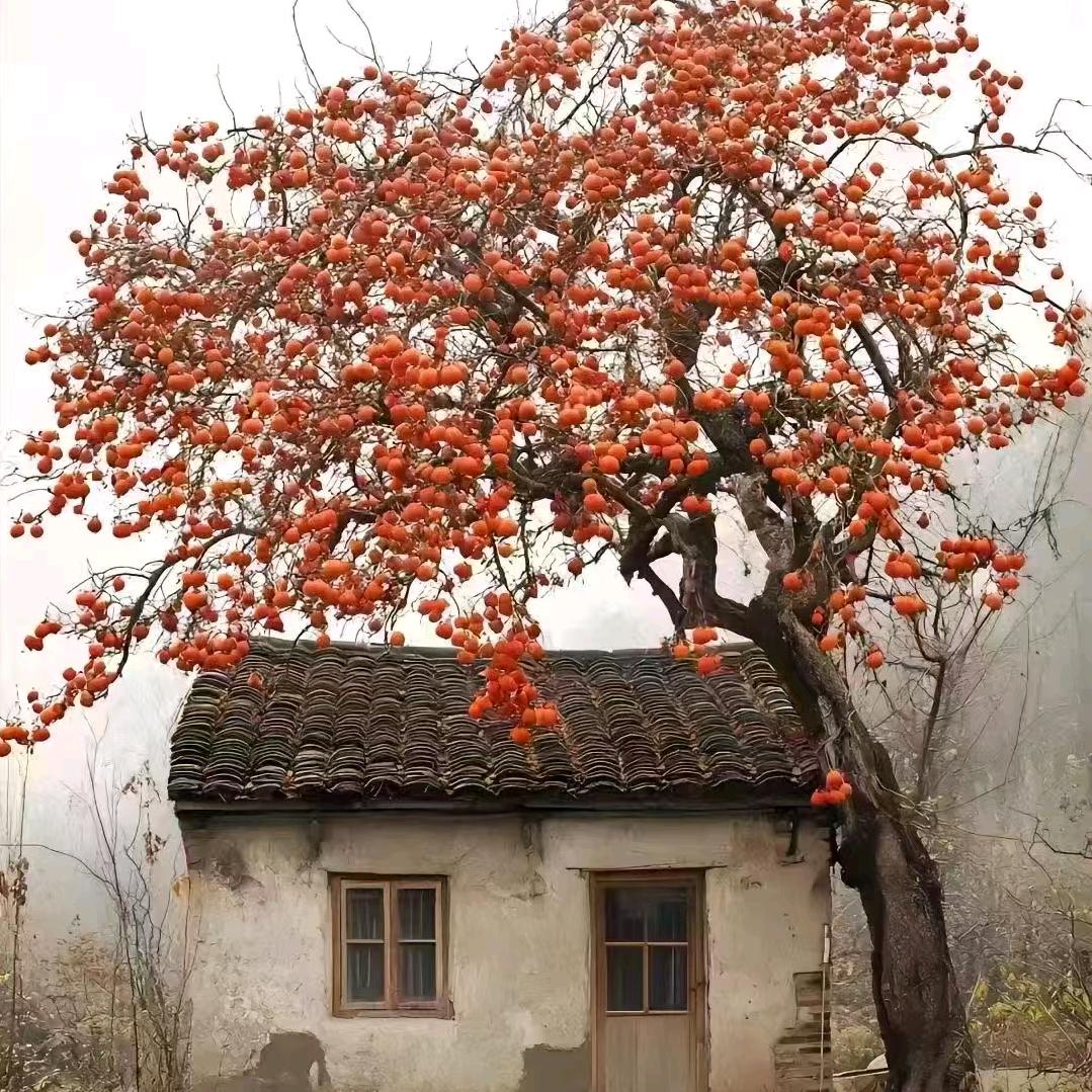 七叶岛昊昊园林果树苗木专卖店