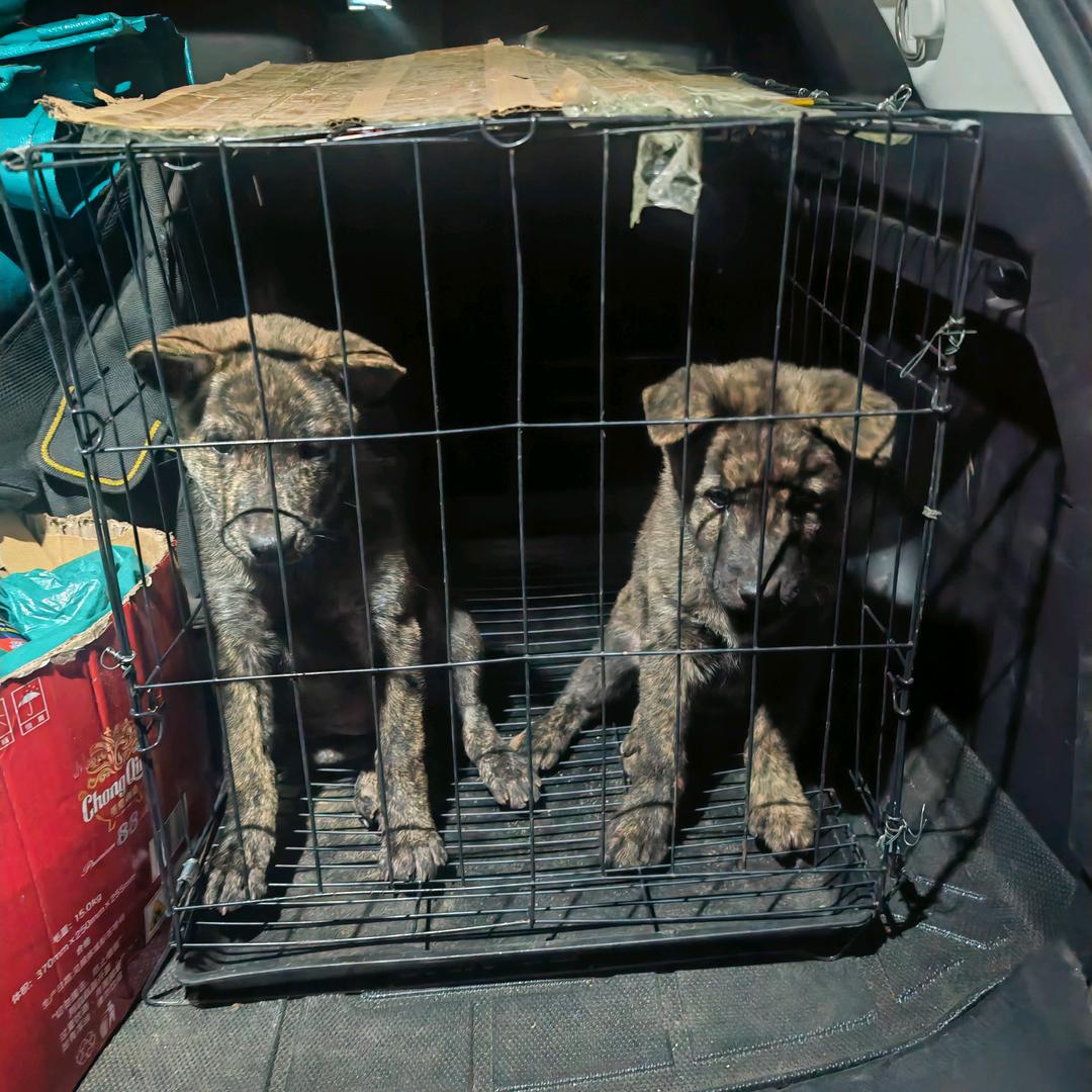 家有两老虎²斑犬