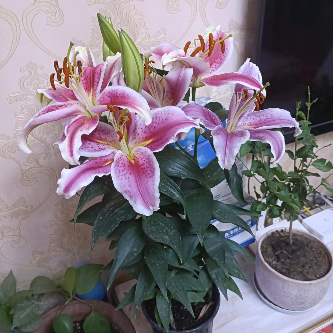 一生快乐🌹🌹