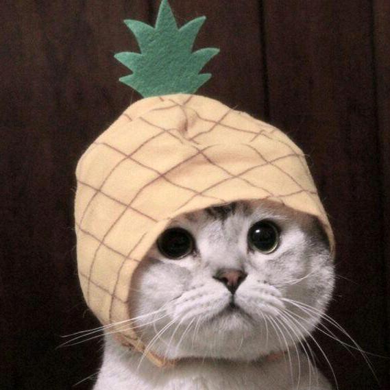 一只提莫
