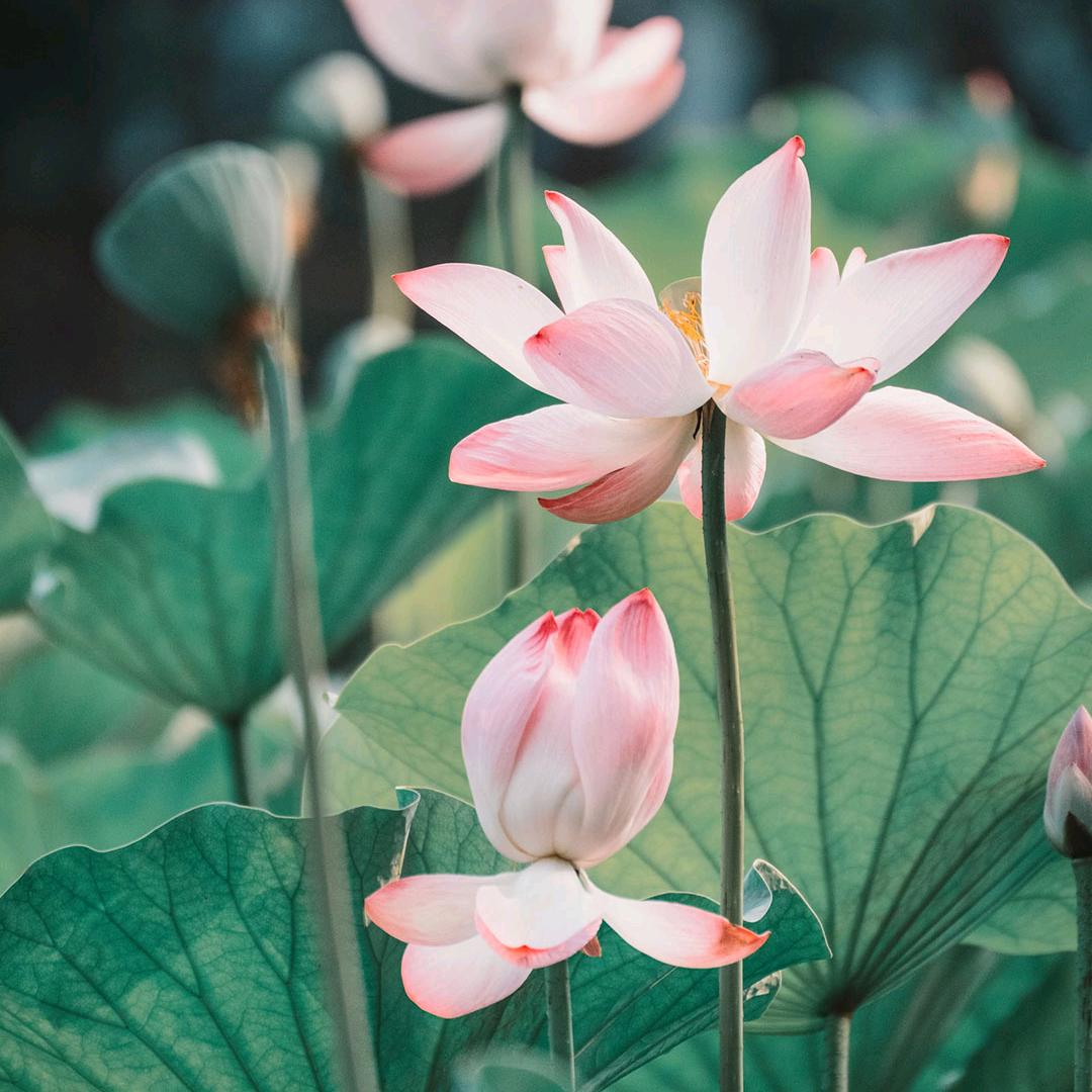 余生@对爱的人好一点