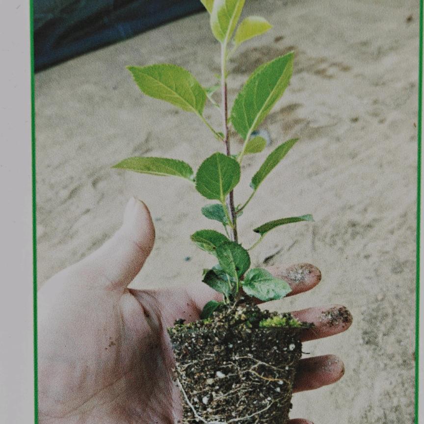 索堤宁脆苹果合作社贺建锋