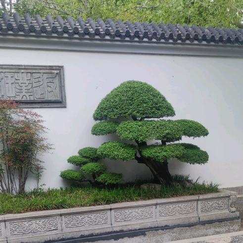🐉爱笑的眼睛
