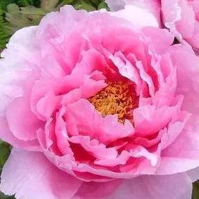 简丹🌸