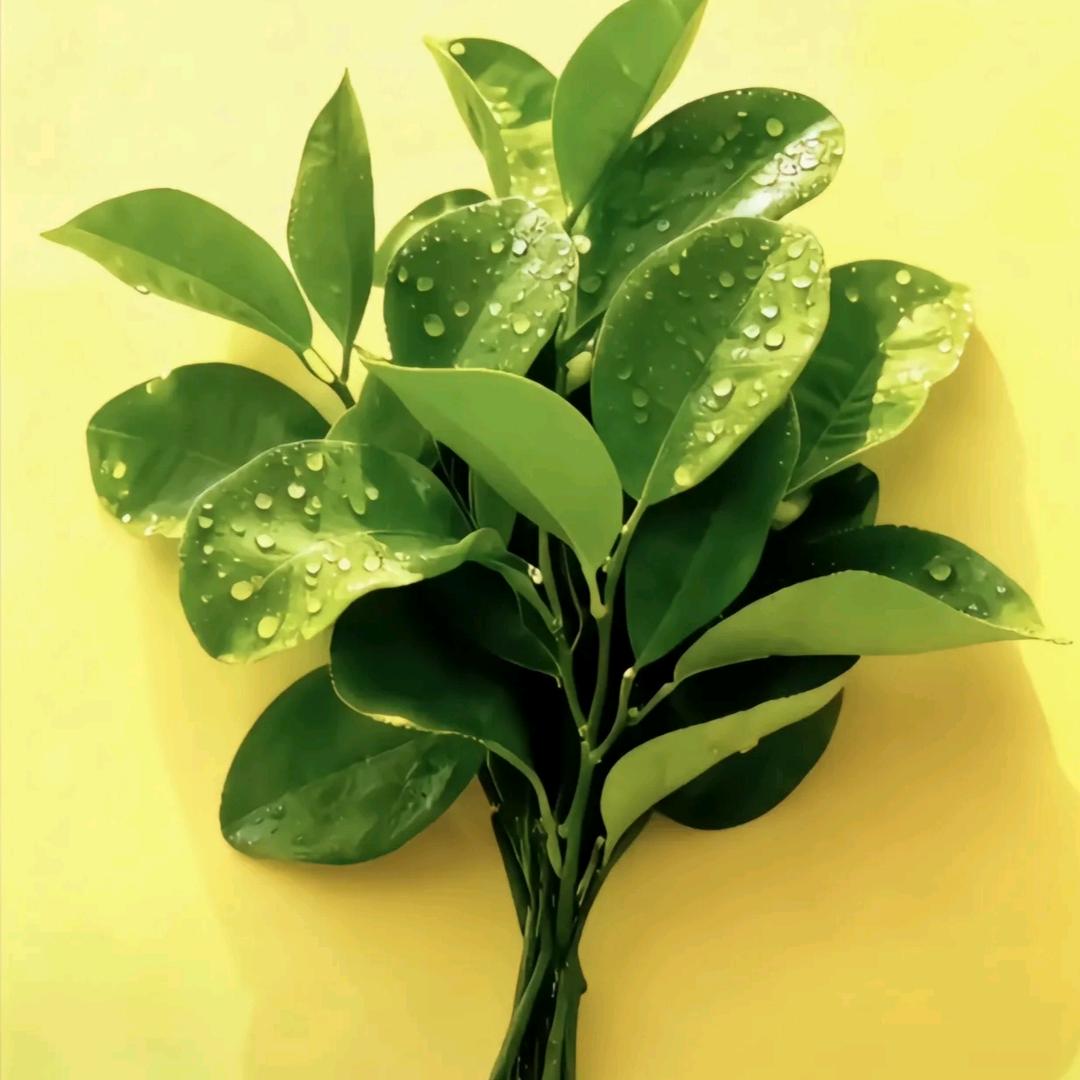 🌼᭄锦鲤ꚸ护体Չᐝ