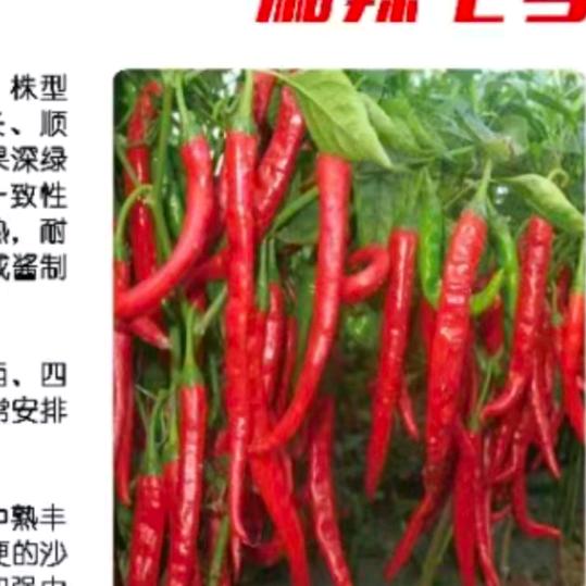 内蒙专业摘辣椒