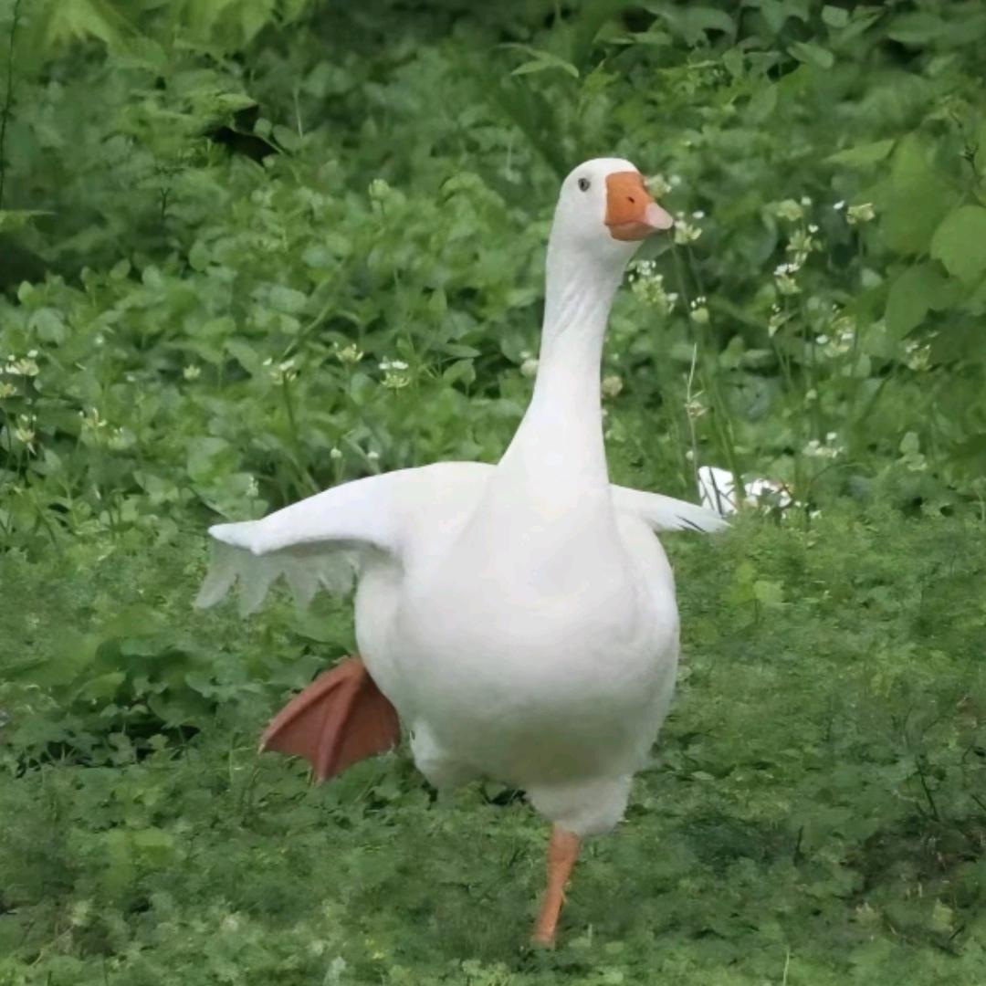 铁锅炖大鸭🦆