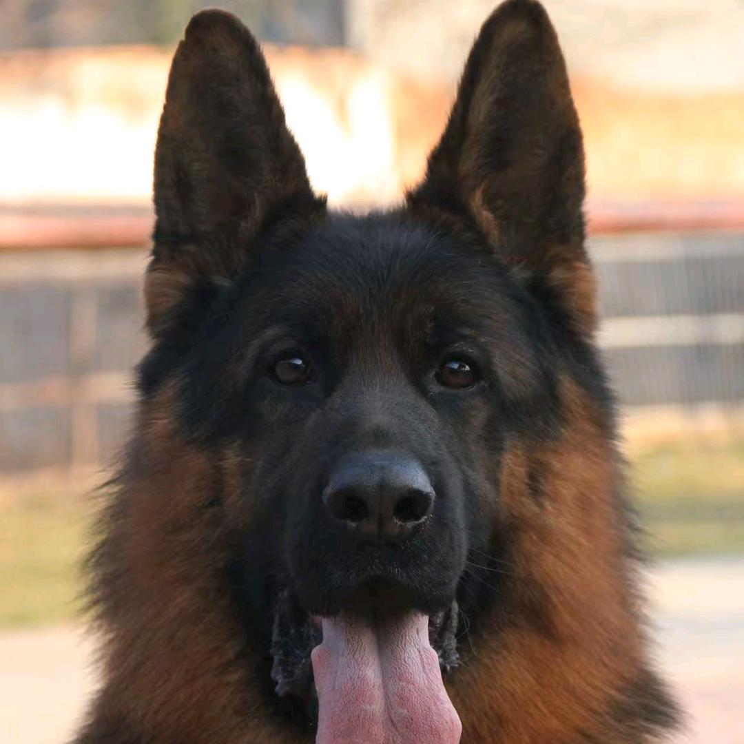 易穆犬舍