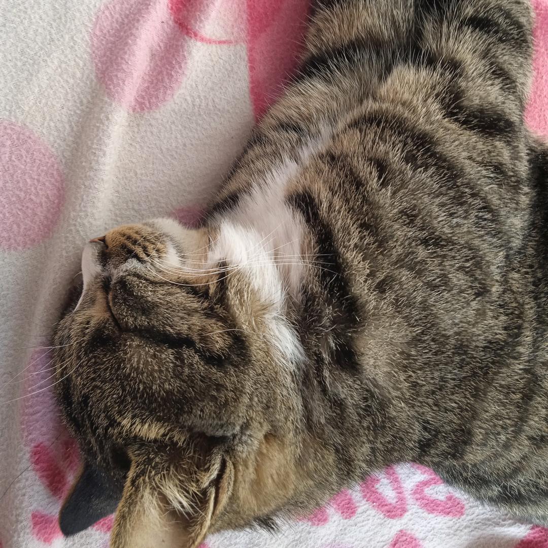 成奎