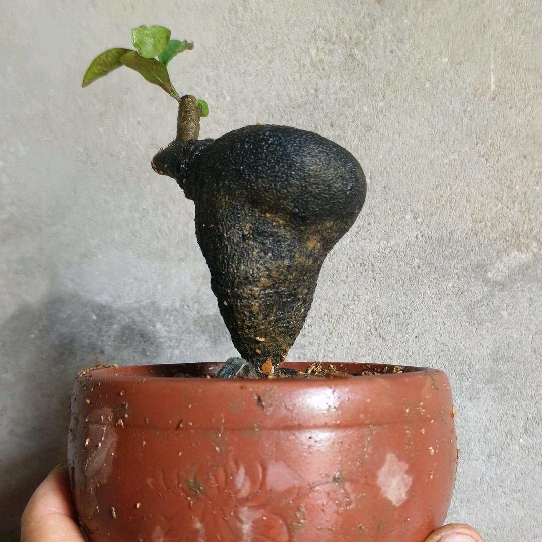 半仙金弹子123