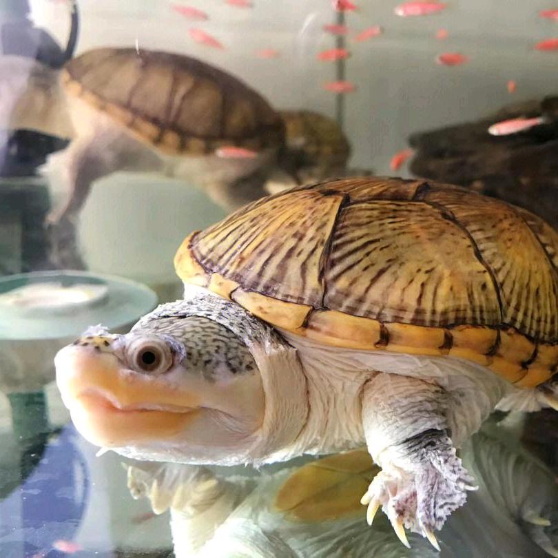 曾经沧海一把盐