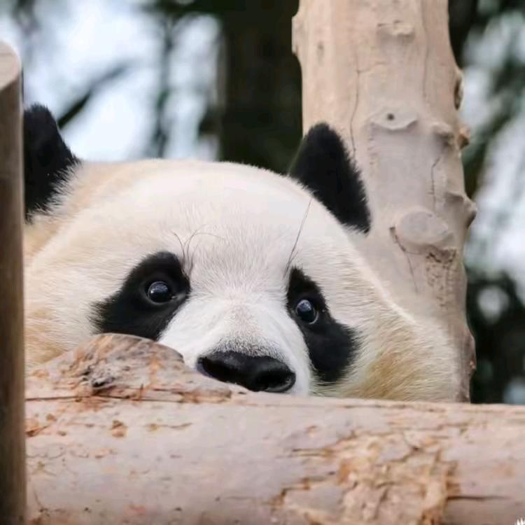 多米