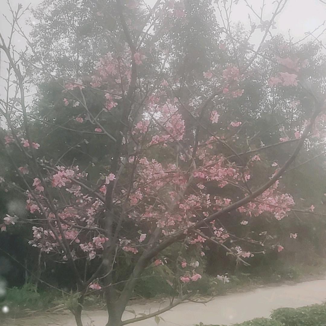 苦命的娃
