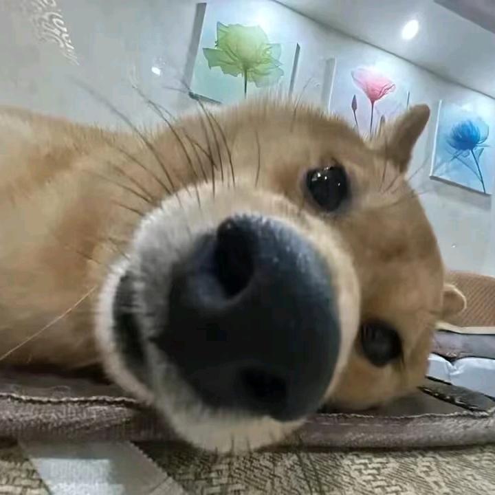 wdsgblzs