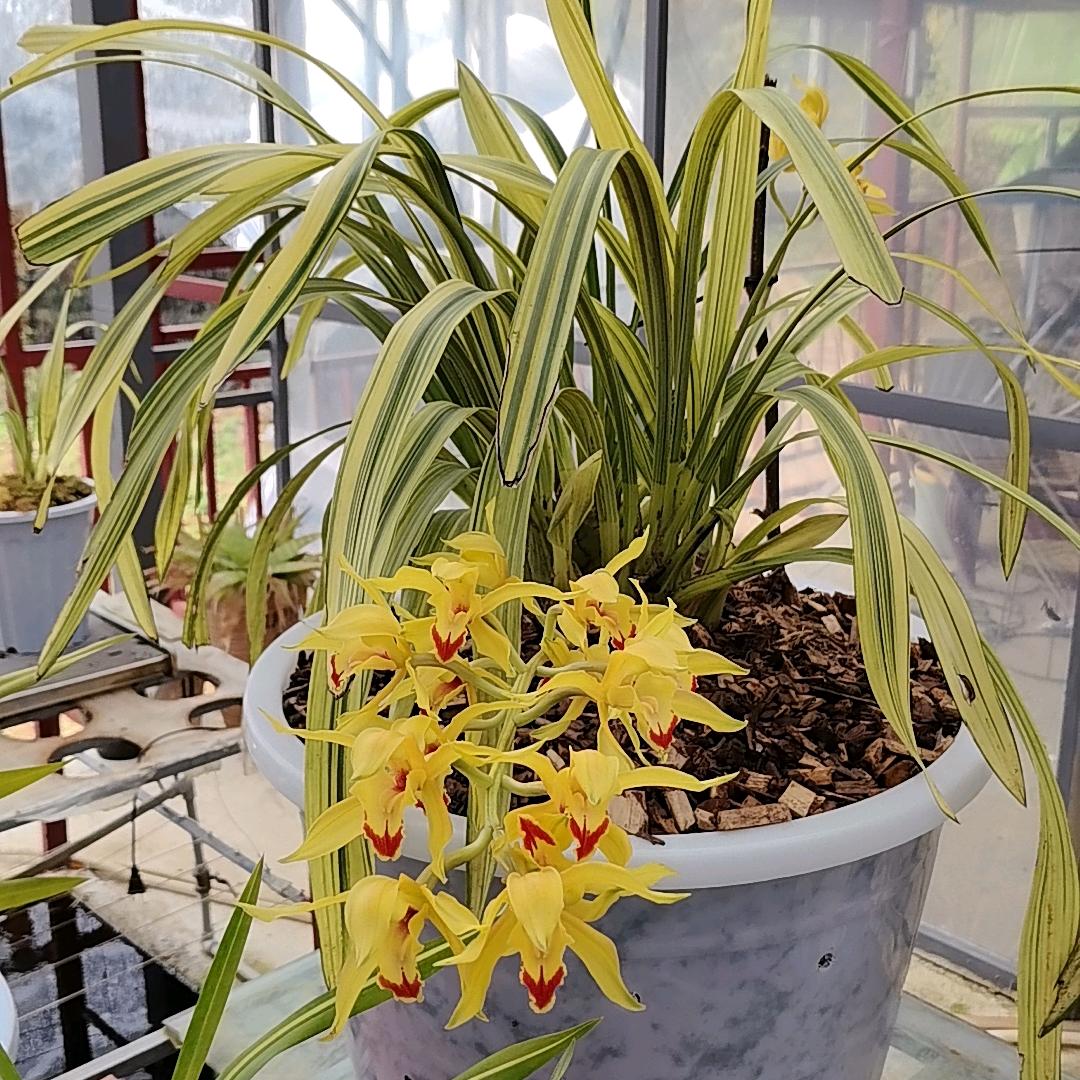花卉农品甄选