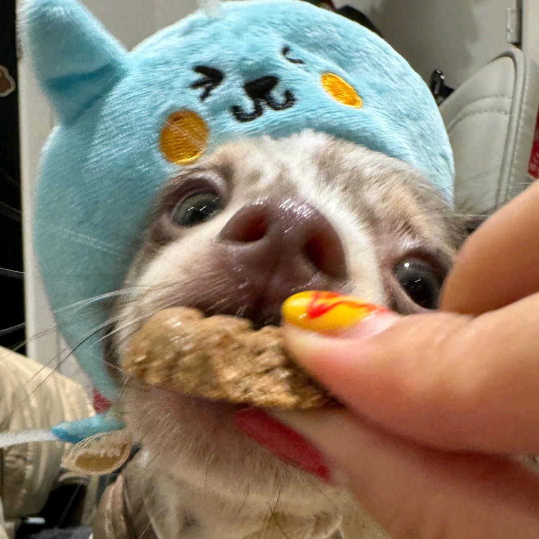 ᐡ=·=ᐡ