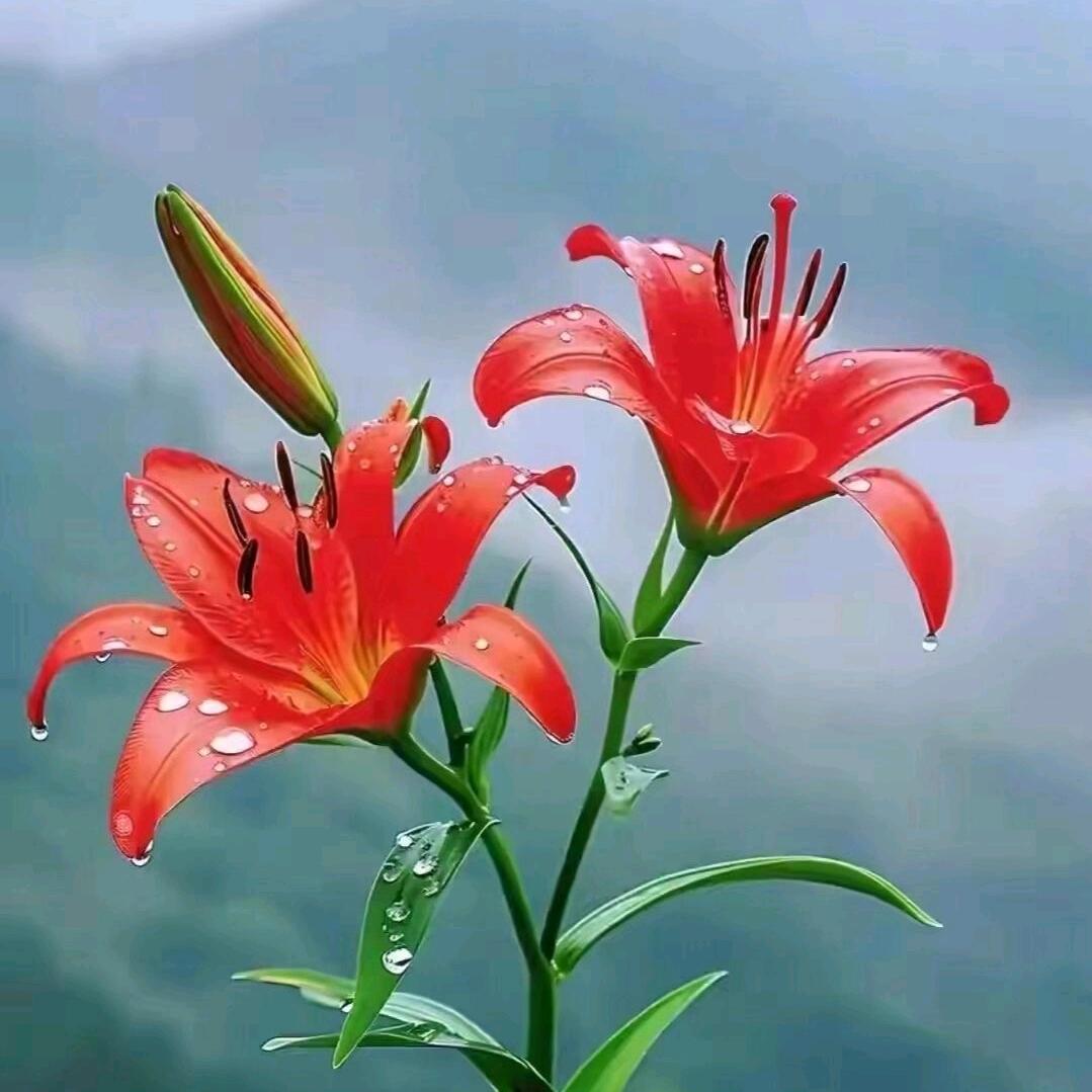 ༺❀等不到的爱人ൢ❀༻