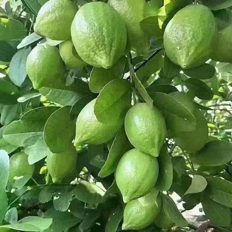 香水柠檬🍋
