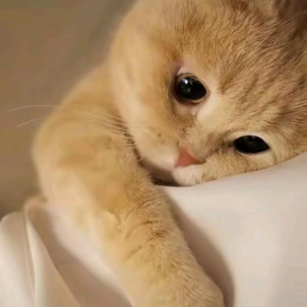 卑微的暖阳