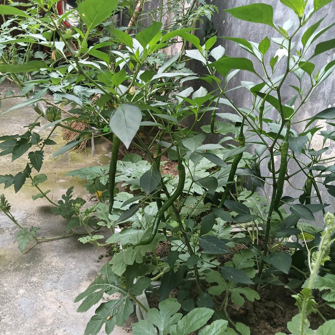 我皆国文