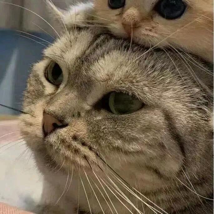 你也是一只小小怪吗