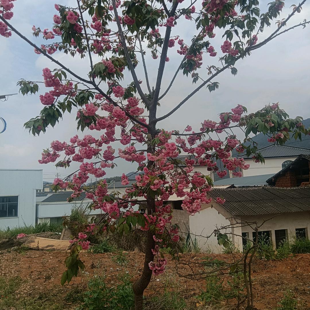何元红打歌队