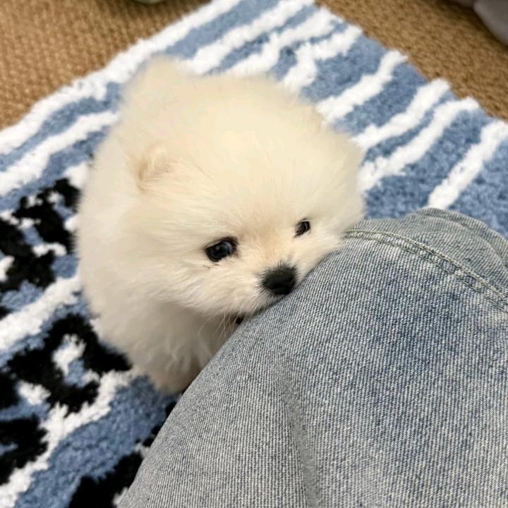 你等着寿司吧