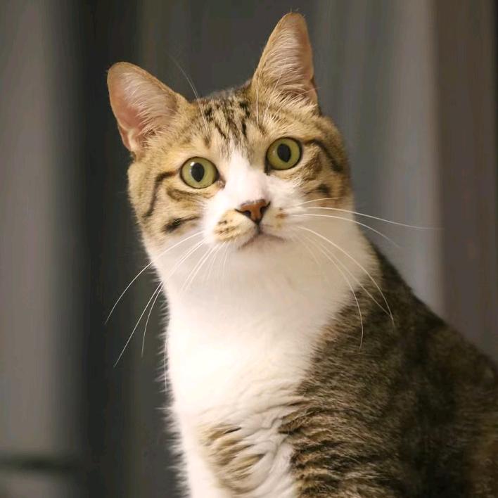 绍恩是只狸花猫