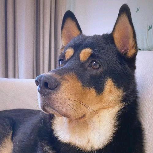 桂林小陆田园犬