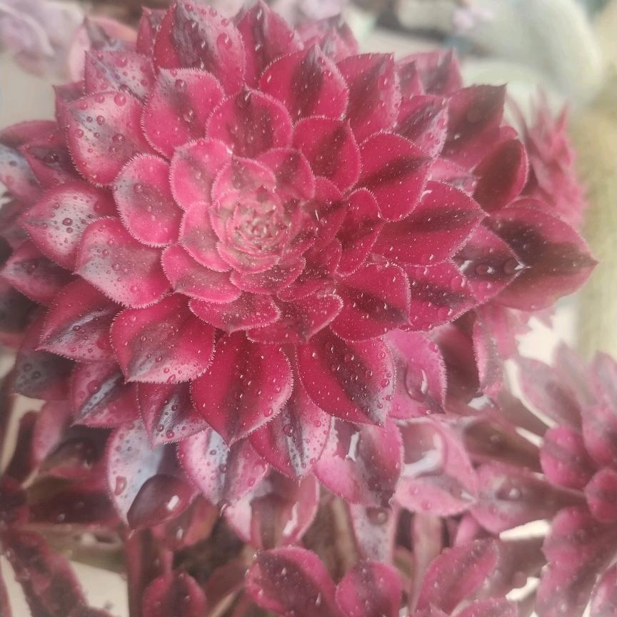 随波逐流的鱼