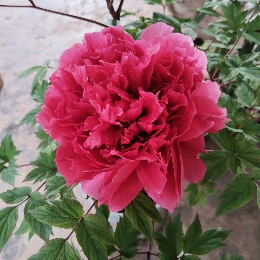 阳光小花匠