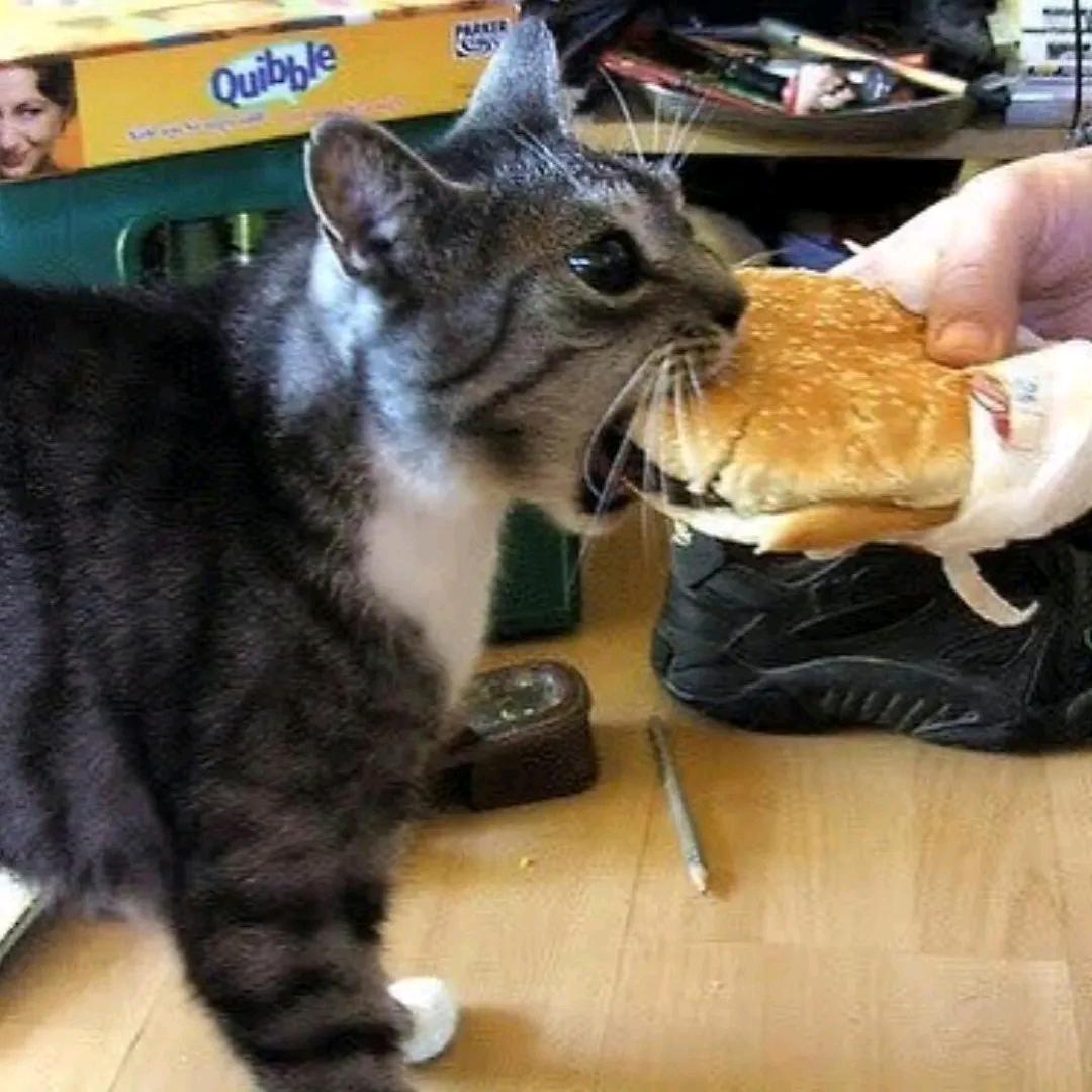 金字塔坚持打卡的芥菜