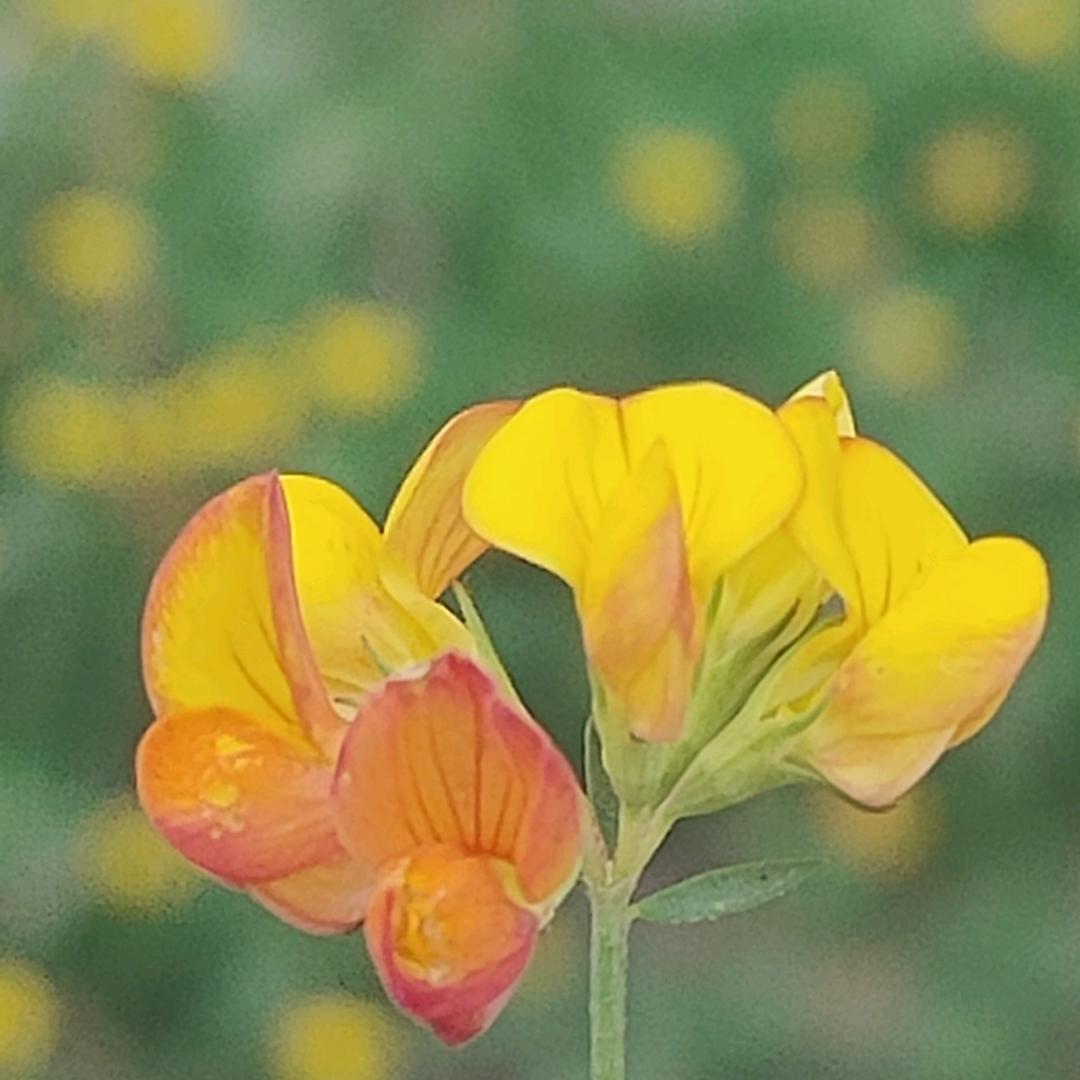 凡事只求半称心