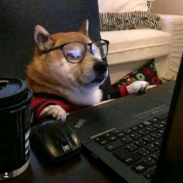 柴犬说