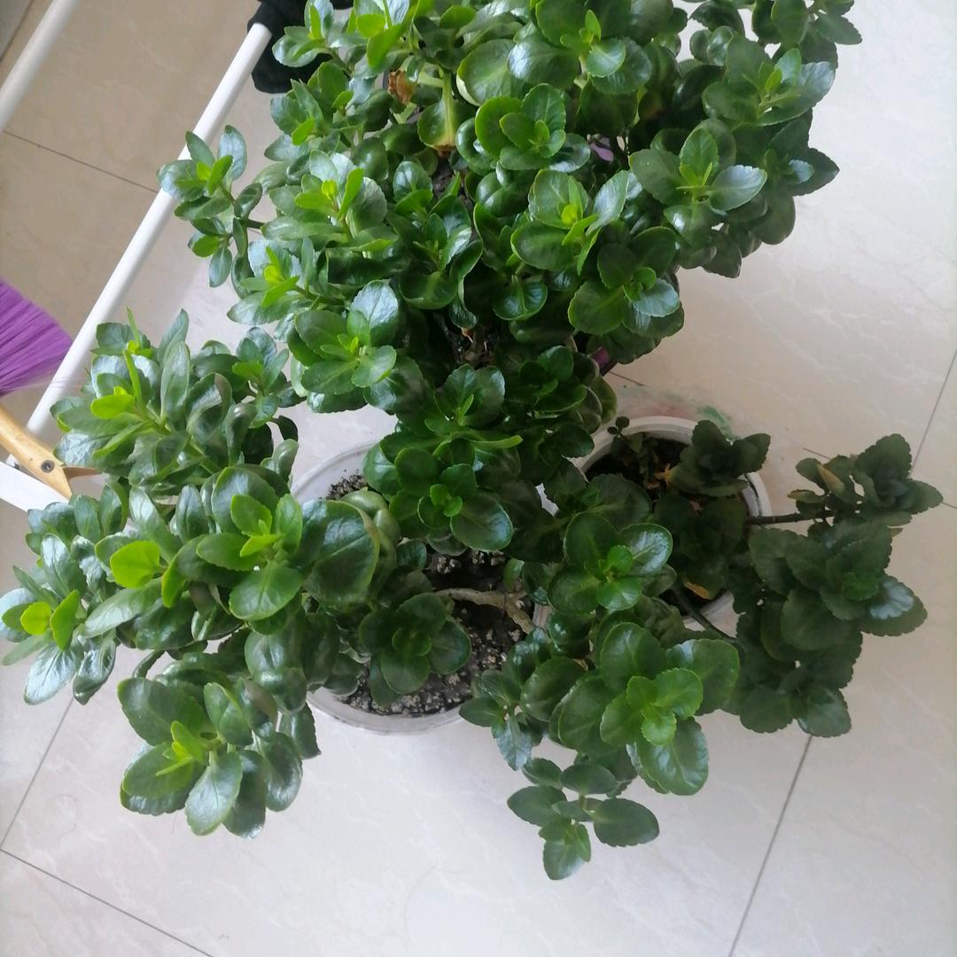 老顽童😊😊