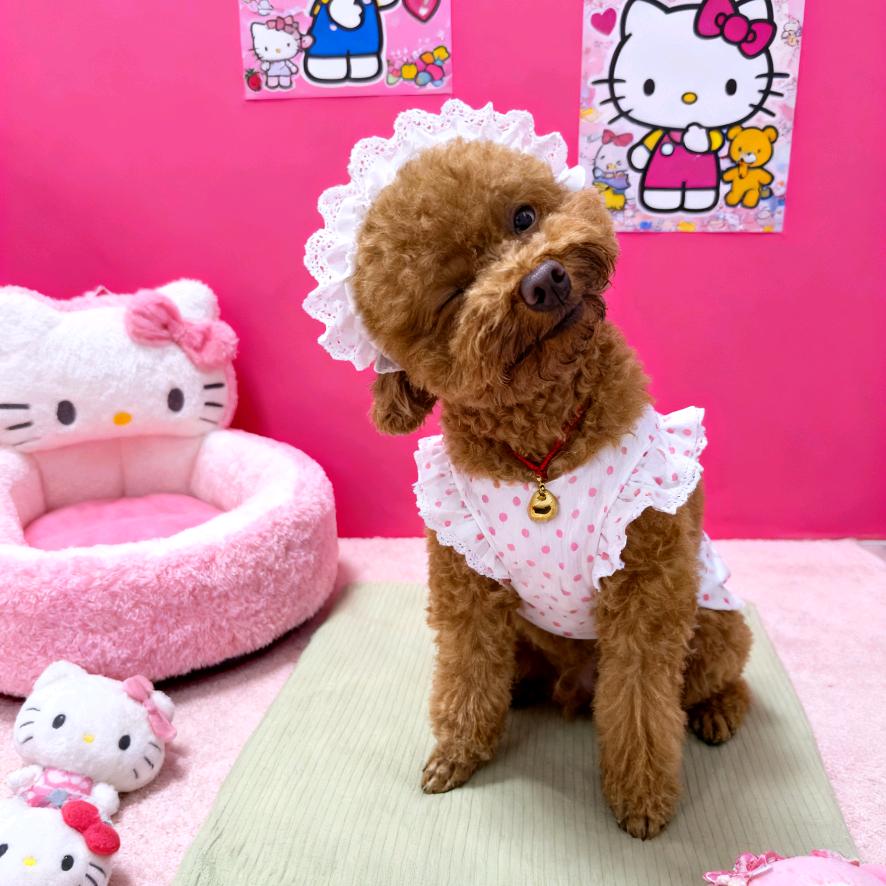 仔仔是只小泰迪