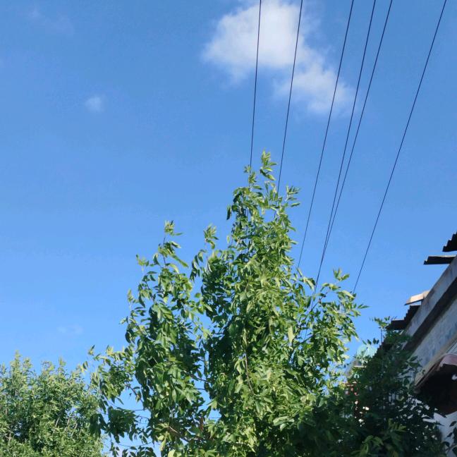 刘建华