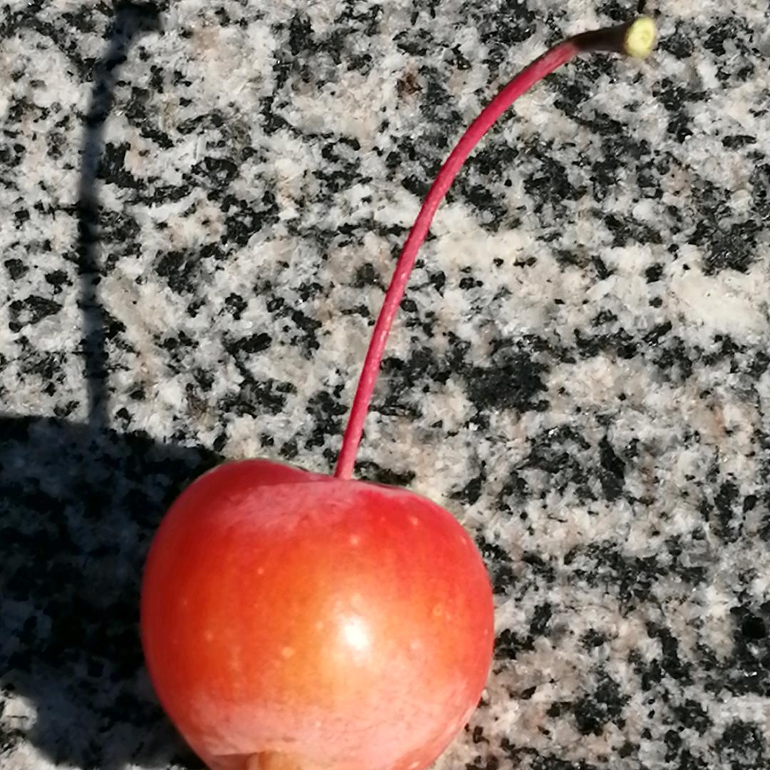 木木林