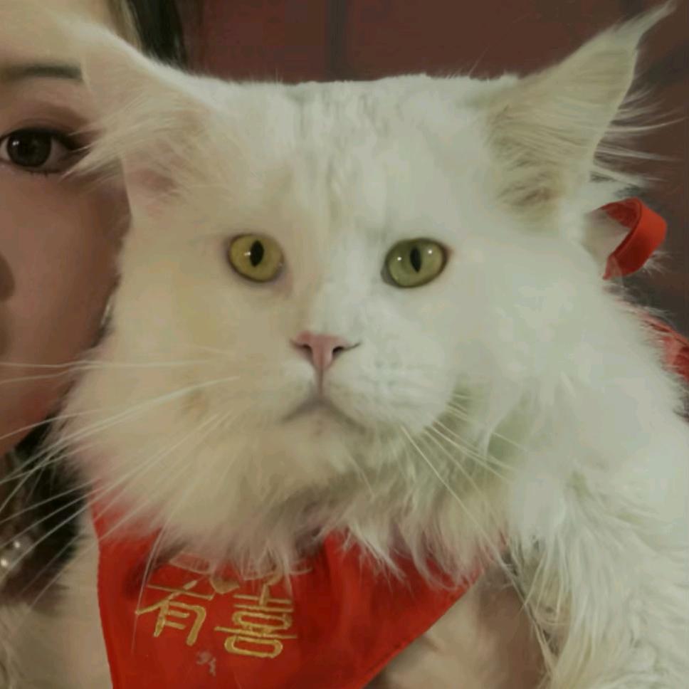 小北的猫