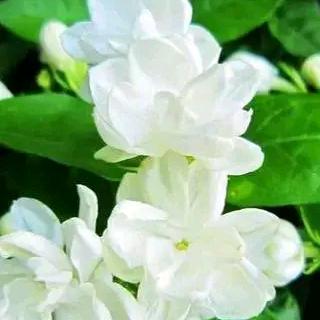 🌸茉莉花🌸