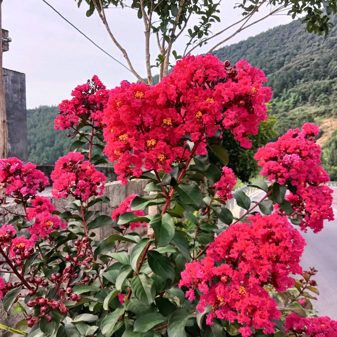胡荣培