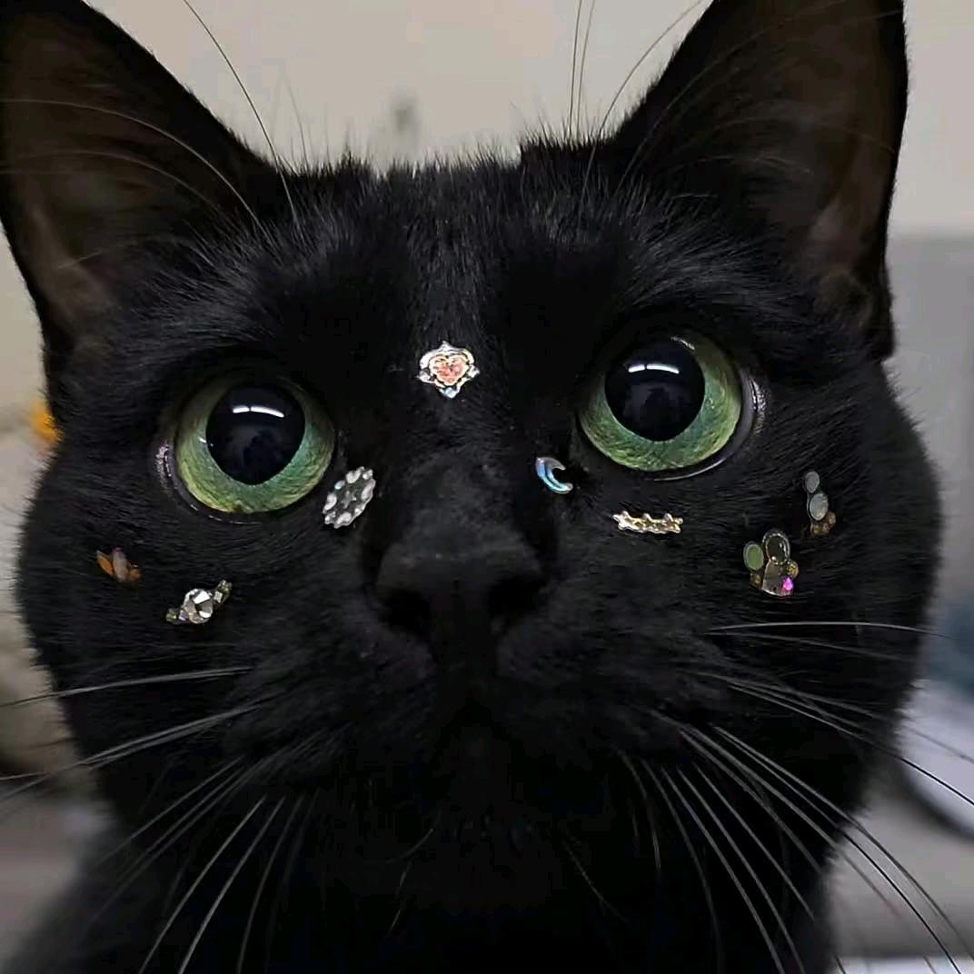 两只猫