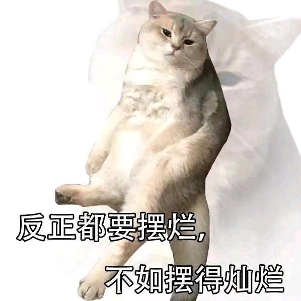 每天都在摆烂🦔