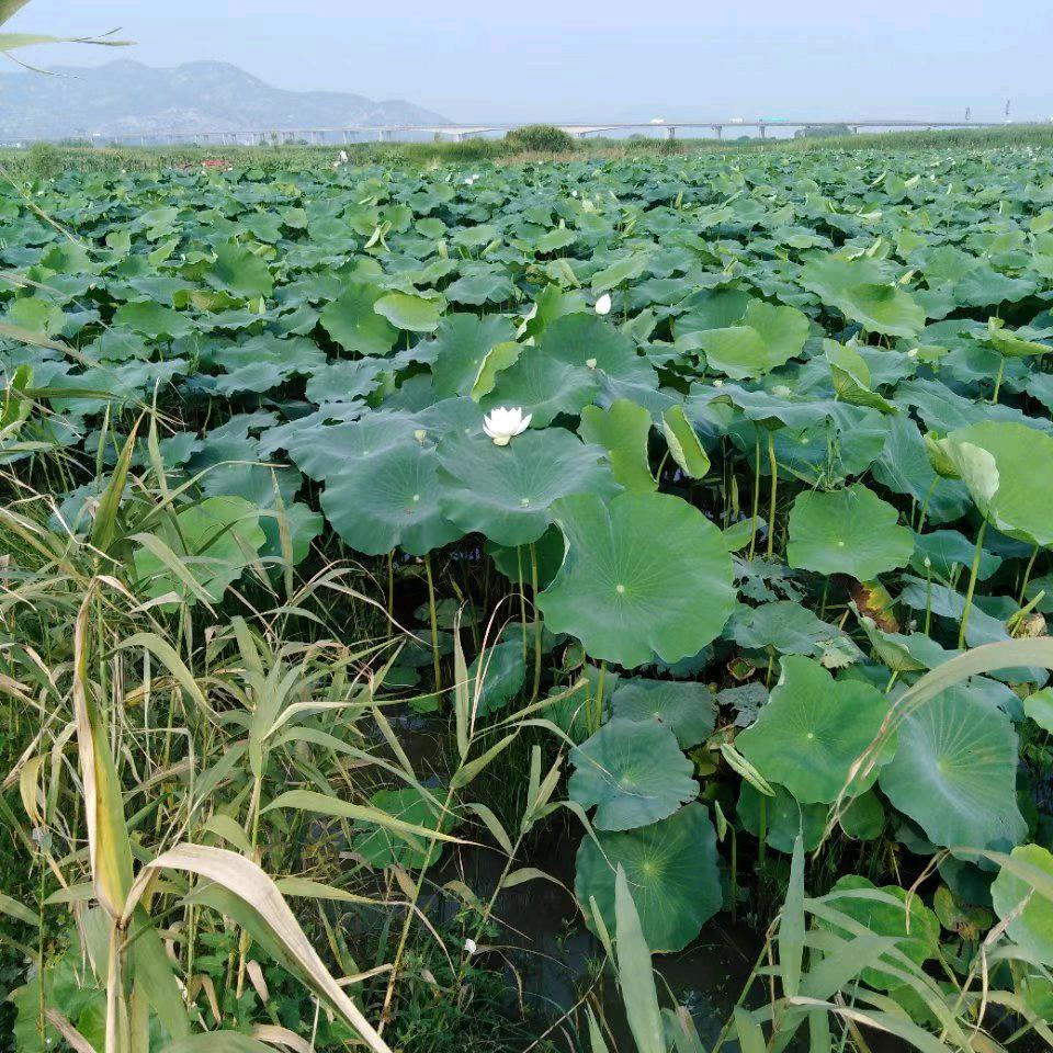 诚实做人，梦醒是空