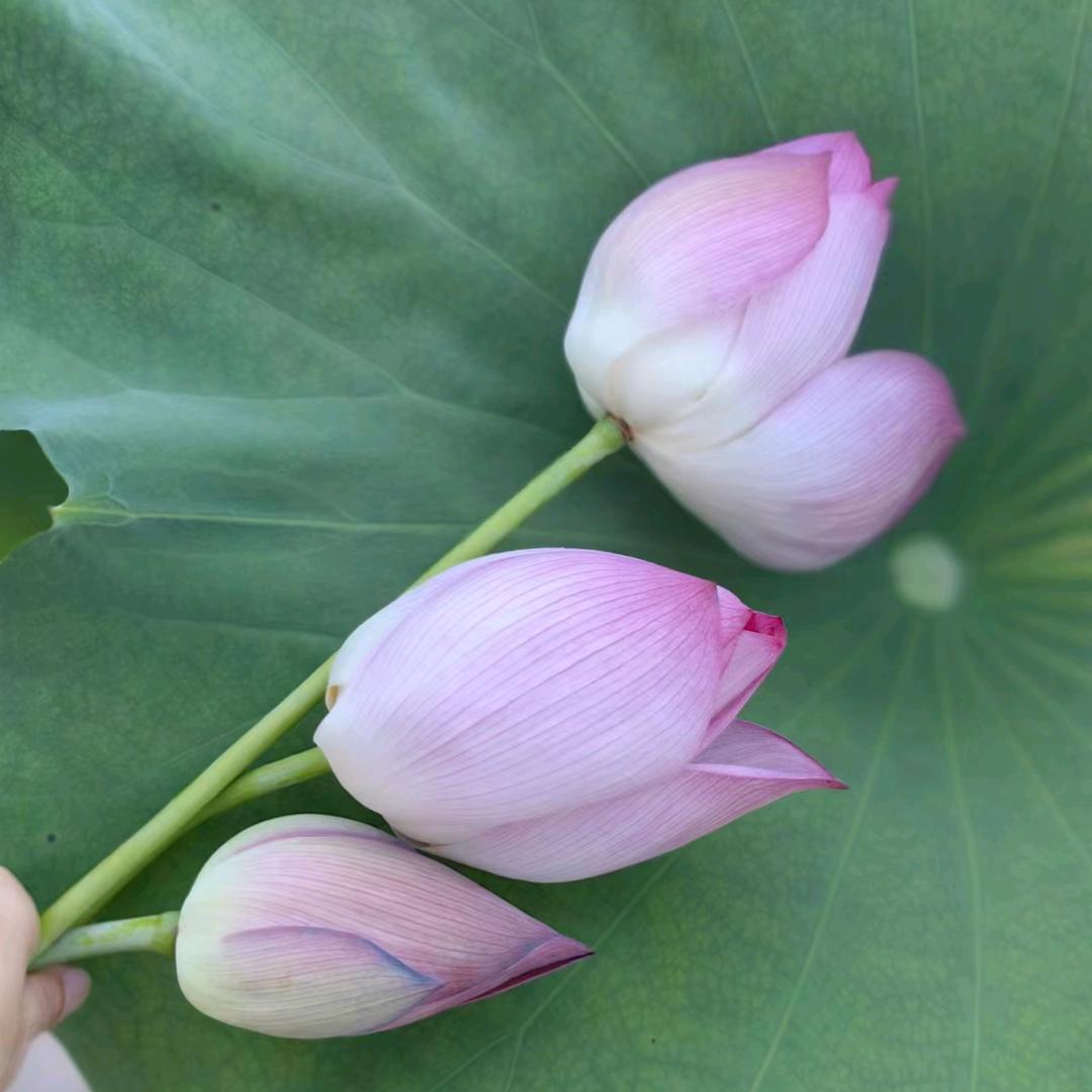 背在