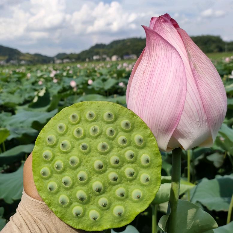 💞放手一搏💞