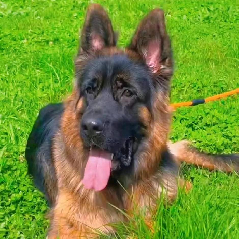 德牧女玩家