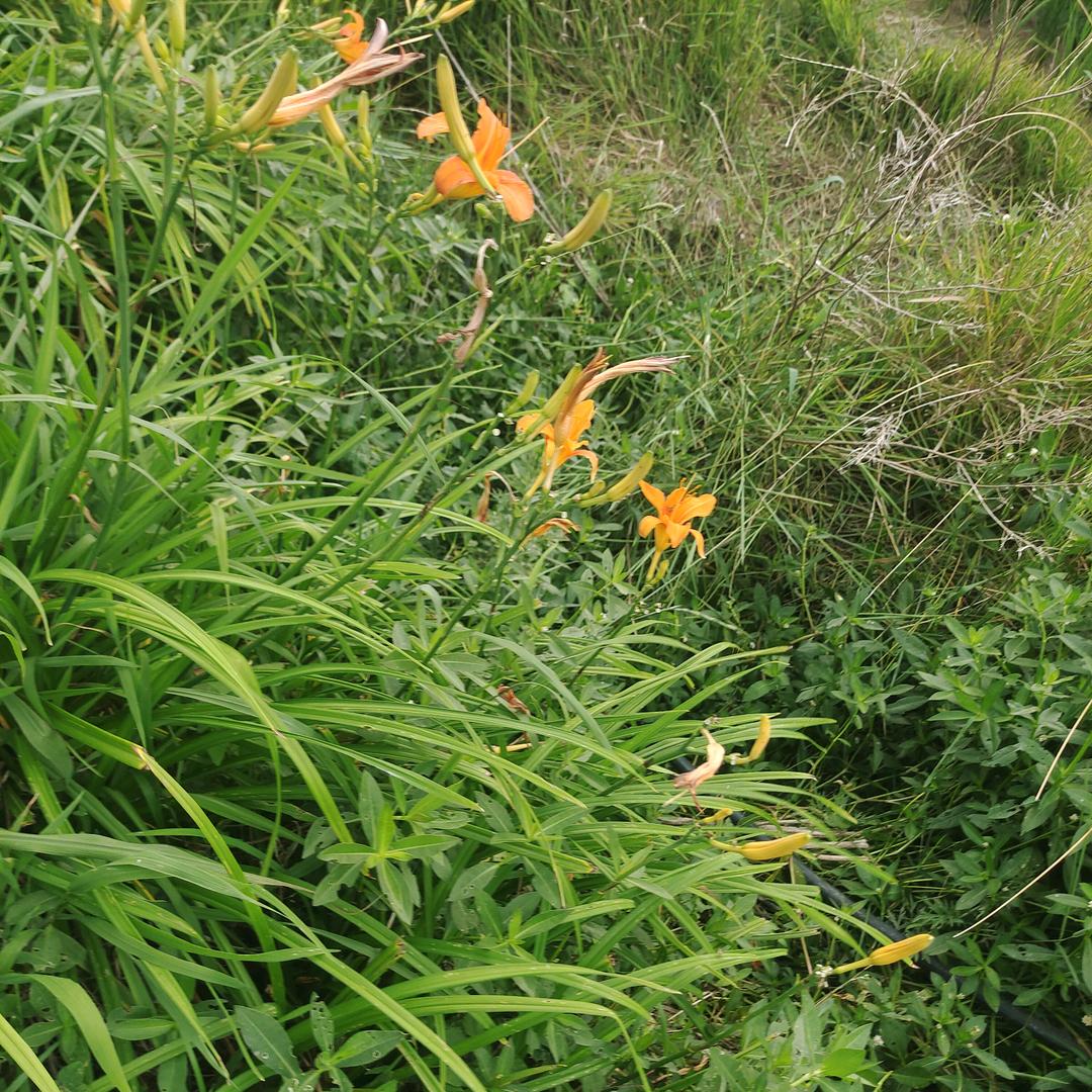 删心被撕碎了无所谓