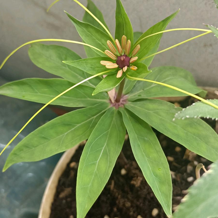 麦当劳妹妹